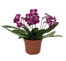 Ladyslippers Strawberry Ice Streptocarpus - 4&quot; Pot - Collector&#39;s Series - £49.54 GBP