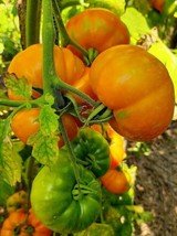 Delta Dawn Tomato - 5+ Seeds - P 396 - $1.99