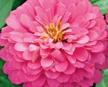 1000 Seeds Pink Zinnia Seeds Summer Garden Flowering Annual Big Cut Flowers - $20.00