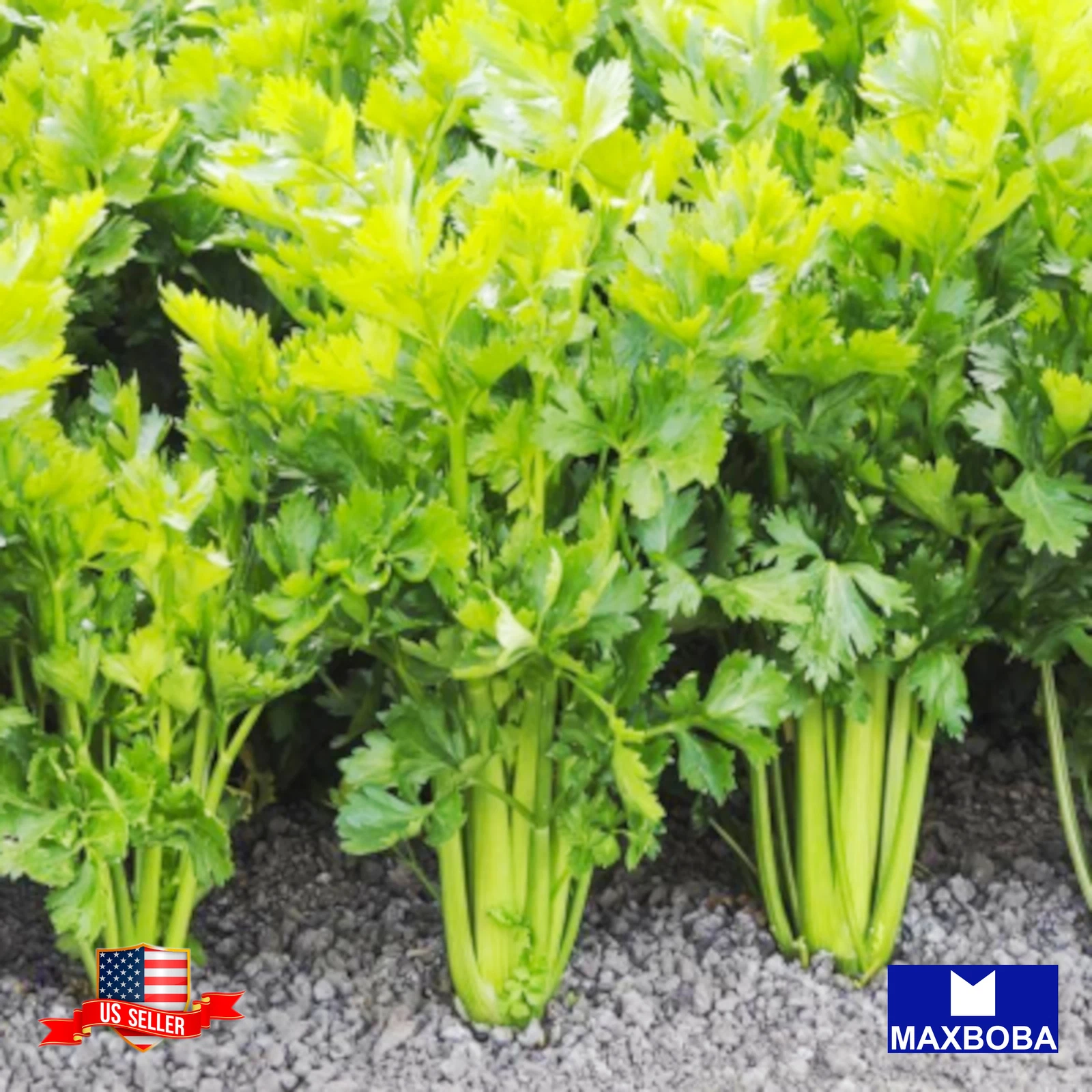 Chinese Celery Seeds Yellow Stem Non-GMO Heirloom - $4.22