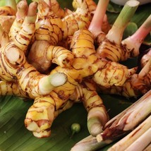 Thai GALANGAL- (Alpinia Galanga) (2 Plants) Ships Prompt, Seeds R - $42.35