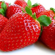 10 Albion Everbearing Strawberry Plants-Large, Sweet Berry - $19.95