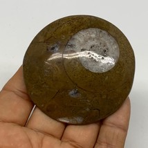 65.6g, 2.5&quot;x2.4&quot;x0.5&quot;, Goniatite (Button) Ammonite Polished Fossils, B30068 - £5.43 GBP