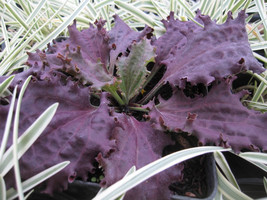 Plantain &#39;Purple Perversion&#39; ~ Plantago major ~ Fringed, Rich Maroon Lea... - $3.95