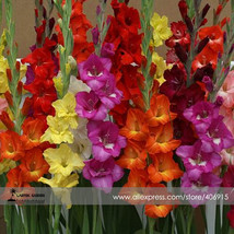 PWO Fresh Heirloom New Gladiolus Perennial Flower Seeds, Professional Pack, 50 S - $3.42