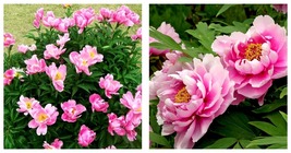 20 Seeds Clusters of Pink Chinese Herbaceous Peony Flower Light Fragrant Flower  - £14.92 GBP