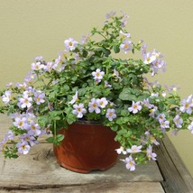 Bacopa Seeds Bacopa Blutopia Blue Flower Seeds 10 Seeds Fresh Seeds Fast... - $16.53