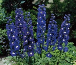 KKG Delphinium Magic Fountain Series Dark Blue Dark Bee Variety Symmetri... - $8.89