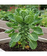 Mr Fothergill&#39;S Brussels Sprout Seed Oh Sow Simple Fast Grow - $23.23