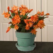 HS  15+ Seeds Orange Easter Cactus   House Plant-  Garden- Flowers - $6.63