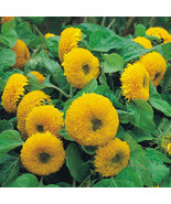 Giant Sunflower Teddy Bear 40 Pcs Seeds - $5.99