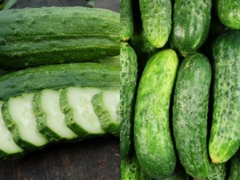 Variety Size National Pickling Cucumber Pickles Gherkins NPPA NON-GMO Seeds - £9.27 GBP+