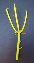 EUPHORBIA TIRUCALLI  pencil cactus plant fire on stick flame cuttings cutting 10 - £14.89 GBP