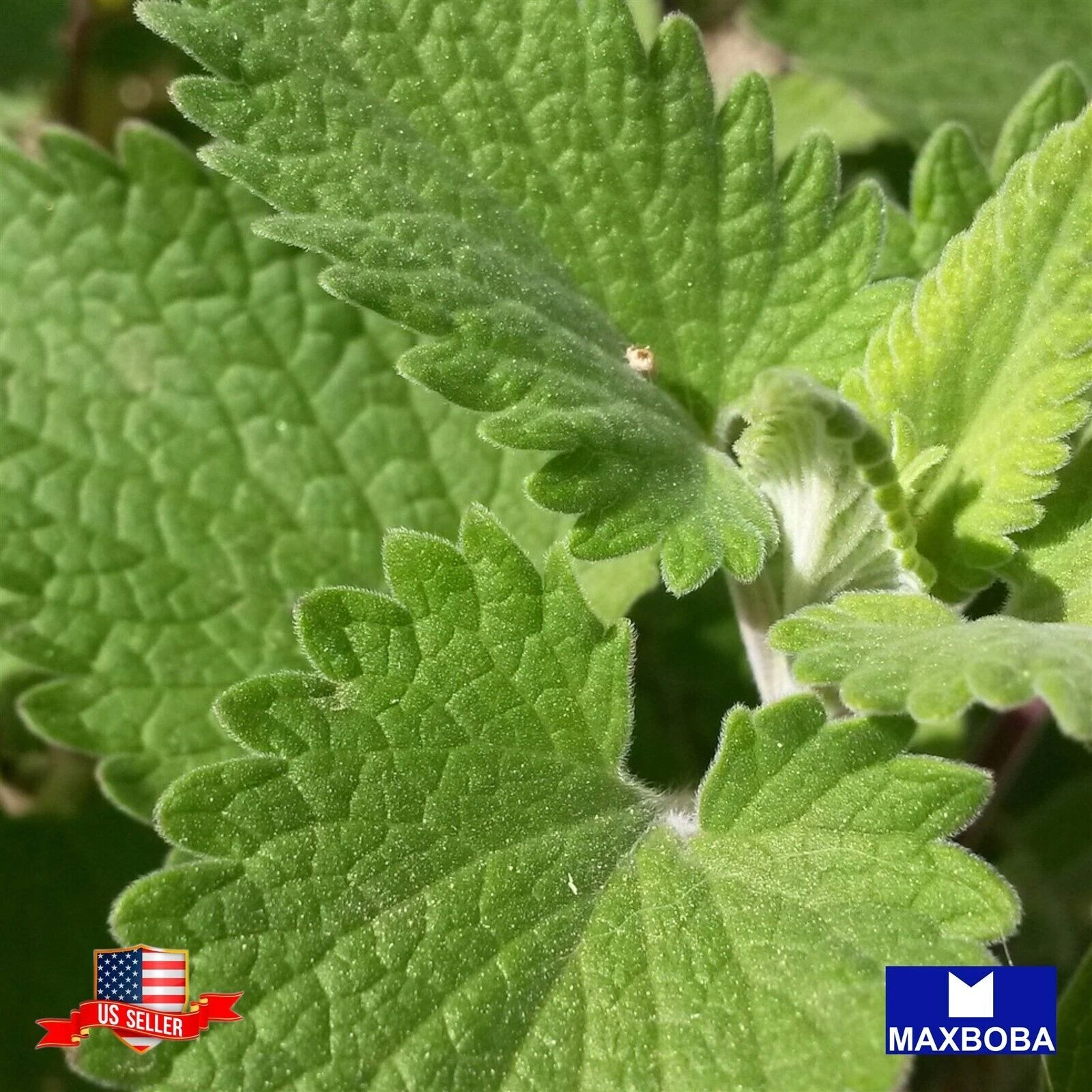 Premium Fresh 4800 Seeds Catnip Non-GMO Heirloom Herb Garden - $9.67