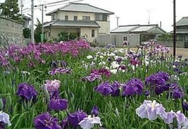 20 Pcs Japanese Iris Flower Seeds #MNHG - £11.46 GBP