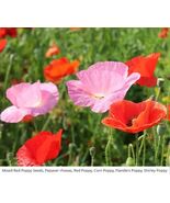  Red Poppy Seeds Mixed American Legion Flanders Shirley Field 1500 Seeds  - $8.67 CAD