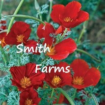 200 Seeds Red Chief Poppy Flowers Plants Garden Planting - $8.75