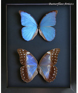 Blue Morpho Menelaus Asarpai Pair Real Butterflies Framed Entomology Sha... - $283.89 CAD