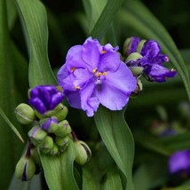 Fresh Seeds USA Ohio Spiderwort Flower Seeds Tradescantia Ohiensis 50 Seeds - £10.78 GBP