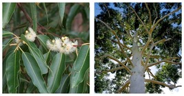 100 Seeds Grandis Eucalyptus Tree Flower Perennial Flowers - £35.94 GBP