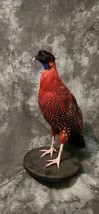 Satyr tragopan Pheasant Taxidermy Mount Bird Gamebird Feathers Exotic - £677.89 GBP