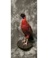Satyr tragopan Pheasant Taxidermy Mount Bird Gamebird Feathers Exotic - £668.48 GBP