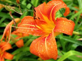 Wild Orange Daylily 25 fans/root systems ditch lily image 1