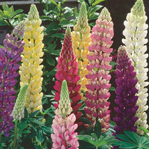 Lupinus polyphyllus Russell Mix PERENNIAL LUPINE Seeds #GRG03 - $18.17