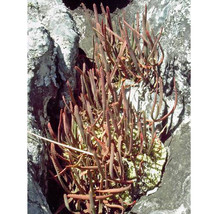 10 seeds Aloe isaloensis Succulents Garden Plants - $33.98