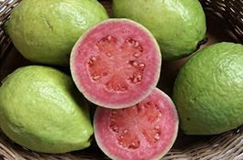 Free Shipping 50 Seeds Mexican Pink Guava NON-GMO Fruit Tree - £12.59 GBP