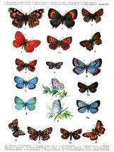 5978.Butterfly Nature Poster.Interior design.Decoration Art.Decorators Paradise - £12.71 GBP+