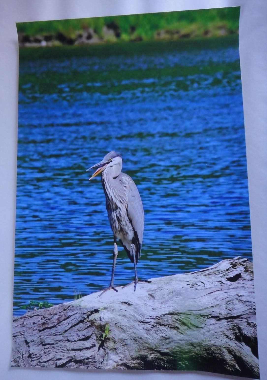 Incredible and Captivating Blue Heron 12x18 unframed photo  - $32.60