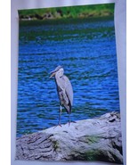 Incredible and Captivating Blue Heron 12x18 unframed photo  - £25.46 GBP