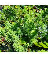  PARROTS FEATHER 1 BUNCH -Freshwater Aquatic Live Pond Plants  SUPER PRICE!! - $4.94