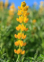 Lupinus Densiflorus Golden Lupine Aureus 10 Seeds USA Fast Shipping - £17.91 GBP