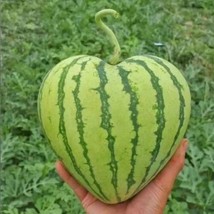 50 Heart Shape Sweet Watermelon Seeds Citrullus Organic Heirloom - £3.59 GBP