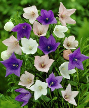 Platycodon Purple Pink &amp; White Balloon Flowers Perennial Garden 50 Seeds - £7.23 GBP