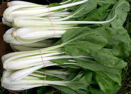 200+Pak Choi Seeds White Stem Chinese Cabbage Bok choy Four Season vegetable Fro - £7.58 GBP