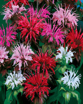 Monarda Didyma Panorama Mix Bee Balm Perennial Seeds Garden Us Seller - $17.98