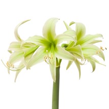 1 bulbs Amaryllis Evergreen Plant Flower Plant Houseplant Indoor &amp; Outdo... - £39.88 GBP