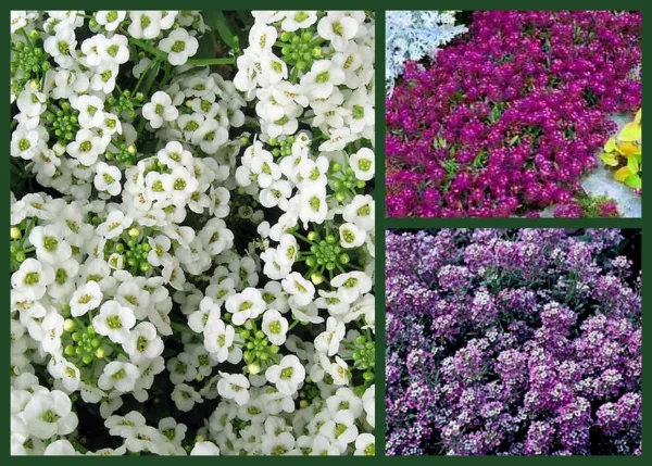 Alyssum Wesome Alyssums 3 Pk Special Ground Cover Fresh Seeds - £12.48 GBP