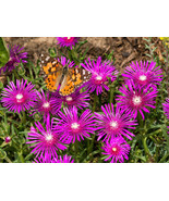 Ice Plant Succulent Dorotheanthus Bellidiformis 50 Seeds Vibrant Colorfu... - $12.75