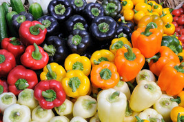 US Seller 150 Rainbow Bell Pepper Sweet Red Green Yellow Orange Purple B... - $12.60