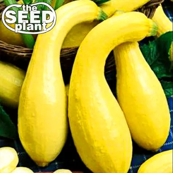 25 Seeds Crookneck Yellow Squash R API D Heirloom Seeds Easy Plant Quick Beauty - $10.19