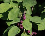 Organic Juneberry Fruiting 20 year producer! {Amelanchier alnifolia} - $5.59