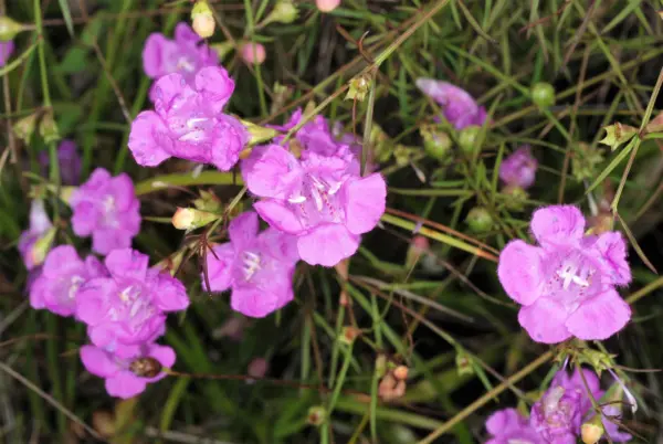 Top Seller 100 False Purple Foxglove Rose Gerardia Wetland Agalinis Purp... - £11.46 GBP