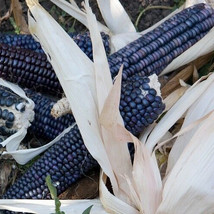 Corn Hopi Blue 30 Seeds Heirloom Open Pollinated Nongmo Fresh - £14.13 GBP