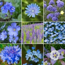 Best Wildflower Mix SINGIN&#39; THE BLUES Exclusive Blue Heirloom 500+ Seeds - £3.76 GBP