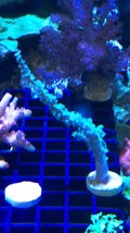 Greenish Sinularia live coral frag  3”-5” - £16.02 GBP