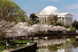 2 Yoshino Flowering Cherry trees 2.5" pot image 5